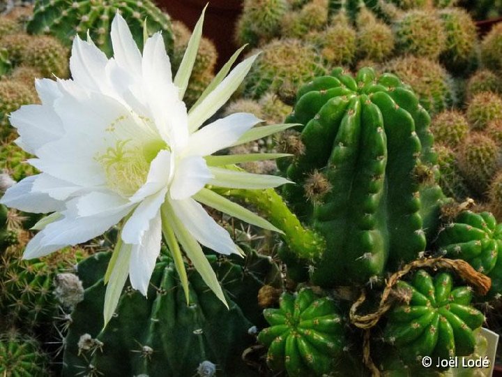 Echinopsis semidenudata ex nudus JLcoll.1437